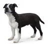 CollectA American Staffordshire Terrier
