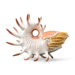 CollectA Cooperoceras