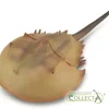 CollectA Horseshoe Crab