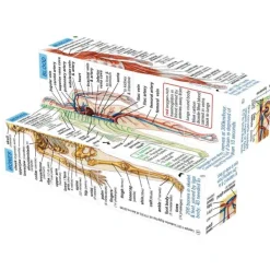 ZooBooKoo Human Body Systems and Statistics Cubebook