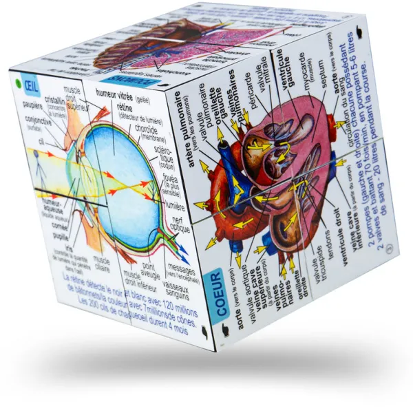 ZooBooKoo Human Body Systems and Statistics Cubebook