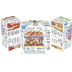 ZooBooKoo Human Body Systems and Statistics Cubebook