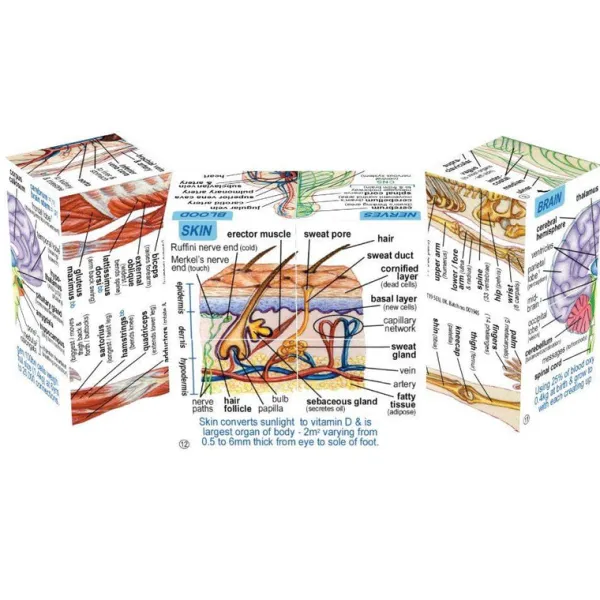 ZooBooKoo Human Body Systems and Statistics Cubebook