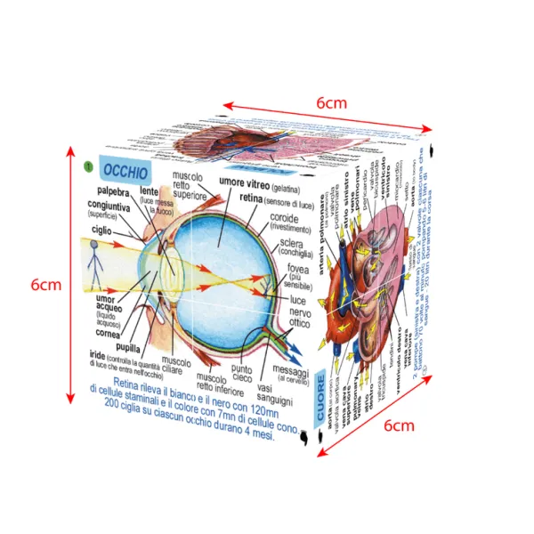 ZooBooKoo Human Body Systems and Statistics Cubebook