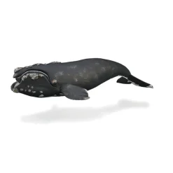 CollectA Right Whale