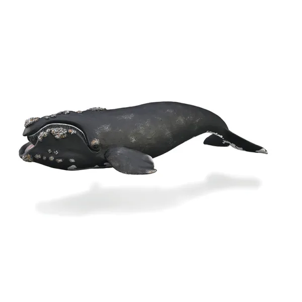 CollectA Right Whale