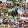 House of Puzzles The Heavy Mob - 1000 Piece Jigsaw Puzzle