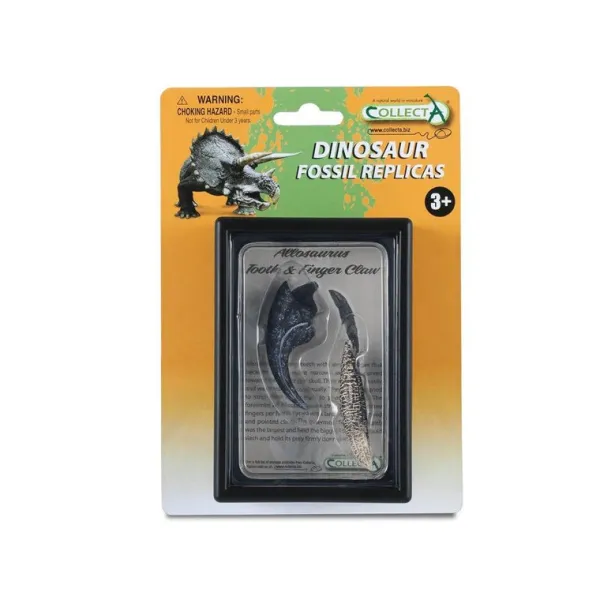 CollectA Tooth & Finger Claw Of Allosaurus In Display Case
